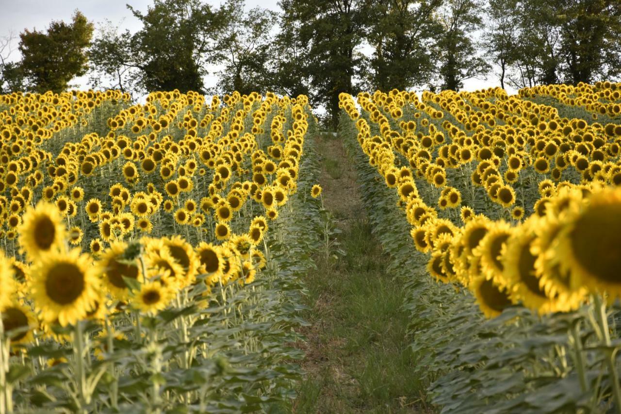 Agriturismo Fattoria Del Colle Iesi Eksteriør bilde